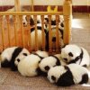 Pandas 09